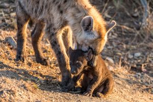 Hyaenen-Baby-und-Hyaenen-Junges-H3-Krueger-National-Park-Mpumalanga-Suedafrika-4-300x200 Hyänen-Baby und Hyänen-Junges