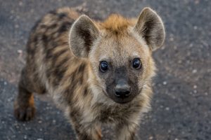 Hyaenen-Junges-H3-Krueger-National-Park-Mpumalanga-Suedafrika-28-300x200 Hyänen-Junges