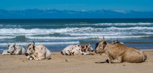 Kuehe-am-Strand-Mbotyi-Suedafrika-9-300x143 Kühe am Strand