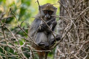 Syke´s-Monkey-Cape-Vidal-iSimangaliso-Wetland-Park-KwaZulu-Natal-Suedafrika-11-300x200 Syke´s Monkey