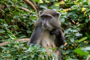 Syke´s-Monkey-Cape-Vidal-iSimangaliso-Wetland-Park-KwaZulu-Natal-Suedafrika-12-300x200 Syke´s Monkey