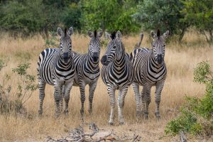 Zebras-Vortrekker-Road-H2-Krueger-National-Park-Mpumalanga-Suedafrika-300x200 Zebras