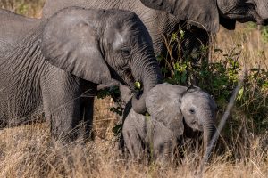 Baby-Elefant-Doispane-Road-S1-Krueger-National-Park-Mpumalanga-Suedafrika-300x200 Baby Elefant
