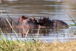 Hippo-Baby-Lake-Panic-S42-Krueger-National-Park-Mpumalanga-Suedafrika-10-300x200 Hippo Baby