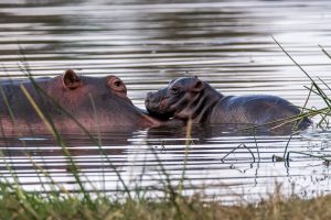 Hippo-Baby-Lake-Panic-S42-Krueger-National-Park-Mpumalanga-Suedafrika-5-300x200 Hippo Baby