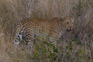 Leopard-3-Sabie-River-Road-H4-1-Krueger-National-Park-Mpumalanga-Suedafrika-3-300x200 Leopard 3