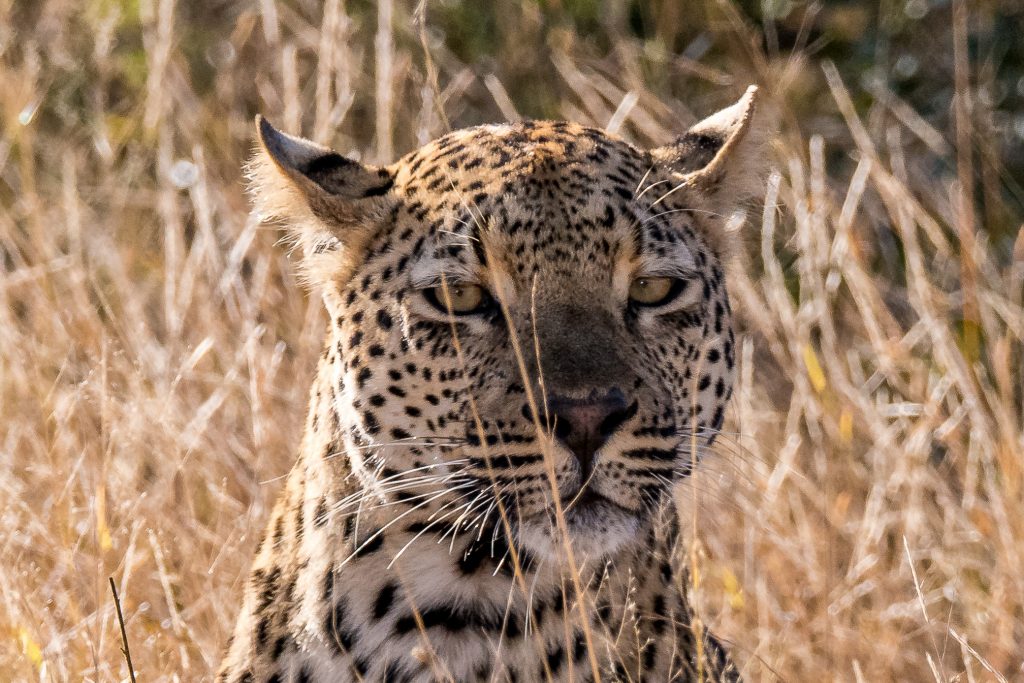 Leopard-5-und-6-Doispane-Road-S1-Krueger-National-Park-Mpumalanga-Suedafrika-6-1024x683 Kruger National Park [South Africa]