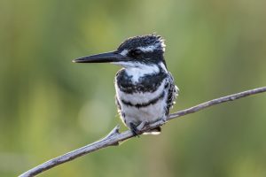 Pied-Kingfisher-Sabie-River-Bridge-H1-2-Krueger-National-Park-Mpumalanga-Suedafrika-4-1-300x200 Pied Kingfisher
