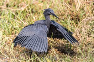Black-Heron-Khwai-Community-Trust-Khwai-Botswana-18-300x200 Black Heron