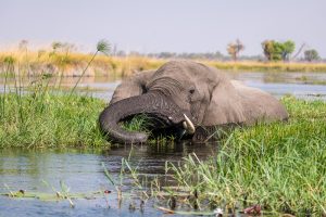 Elefant-Xakanaxa-Lagoon-Moremi-Game-Reserve-Botswana-17-300x200 Elefant