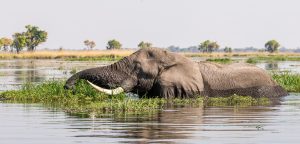 Elefant-Xakanaxa-Lagoon-Moremi-Game-Reserve-Botswana-26-300x144 Elefant
