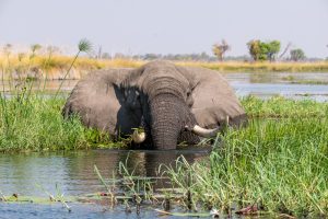 Elefant-Xakanaxa-Lagoon-Moremi-Game-Reserve-Botswana-6-300x200 Elefant