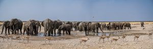 Elefanten-Gemsbocksvlakte-Waterhole-Etosha-National-Park-Oshikoto-Namibia-14-300x96 Elefanten