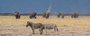 Elefanten-Gemsbocksvlakte-Waterhole-Etosha-National-Park-Oshikoto-Namibia-27-300x121 Elefanten
