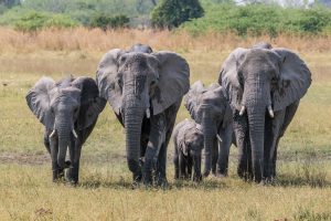 Elefanten-Gwara-Pan-Moremi-Game-Reserve-Botswana-5-300x200 Elefanten