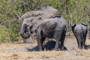 Elefanten-Khwai-Community-Trust-Khwai-Botswana-12-300x200 Elefanten