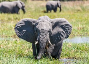 Elefanten-Khwai-Community-Trust-Khwai-Botswana-60-300x216 Elefanten
