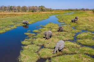 Elefanten-Khwai-River-Moremi-Game-Reserve-Botswana-6-300x200 Elefanten
