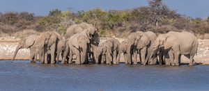 Elefanten-Klein-Namutoni-Waterhole-Etosha-National-Park-Oshikoto-Namibia-6-300x131 Elefanten