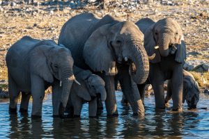 Elefanten-Klein-Okevi-Waterhole-Etosha-National-Park-Oshikoto-Namibia-8-300x200 Elefanten