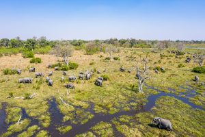 Elefanten-Mbudi-River-Khwai-Community-Trust-Khwai-Botswana-9-300x200 Elefanten
