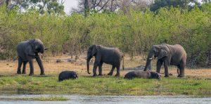Elefanten-und-Hippos-Khwai-Community-Trust-Khwai-Botswana-2-300x148 Elefanten und Hippos
