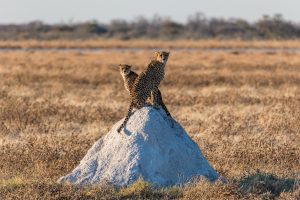 Gepard-Doringdraai-Etosha-National-Park-Oshikoto-Namibia-55-300x200 Gepard