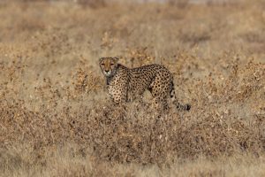 Gepard-Doringdraai-Etosha-National-Park-Oshikoto-Namibia-80-300x200 Gepard