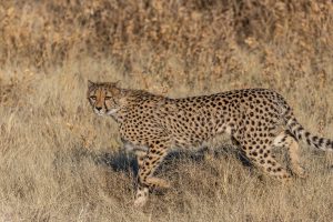 Gepard-Doringdraai-Etosha-National-Park-Oshikoto-Namibia-93-300x200 Gepard