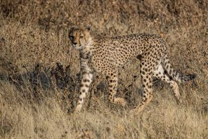 Gepard-Doringdraai-Etosha-National-Park-Oshikoto-Namibia-99-300x200 Gepard