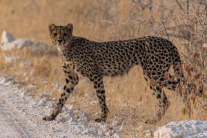 Gepard-Jakkalswater-Waterhole-Etosha-National-Park-Oshikoto-Namibia-7-300x200 Gepard