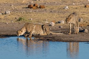 Gepard-Koinachas-Waterhole-Etosha-National-Park-Oshikoto-Namibia-52-300x200 Gepard