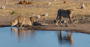 Gepard-Koinachas-Waterhole-Etosha-National-Park-Oshikoto-Namibia-56-300x156 Gepard