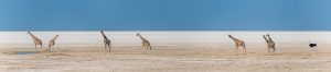 Giraffen-Okondeka-Waterhole-Etosha-National-Park-Oshikoto-Namibia-2-300x66 Giraffen