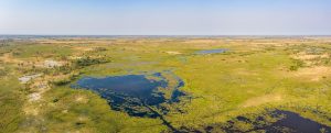 Hamerkop-Pools-Moremi-Game-Reserve-Botswana-13-300x121 Hamerkop Pools