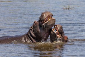 Hippos-Dombo-Hippo-Pool-Moremi-Game-Reserve-Botswana-32-300x200 Hippos