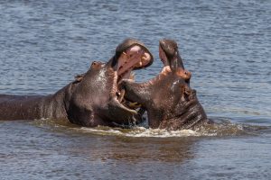 Hippos-Dombo-Hippo-Pool-Moremi-Game-Reserve-Botswana-64-300x200 Hippos