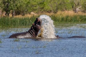 Hippos-Dombo-Hippo-Pool-Moremi-Game-Reserve-Botswana-68-300x200 Hippos