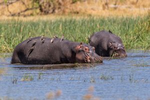 Hippos-Dombo-Hippo-Pool-Moremi-Game-Reserve-Botswana-76-300x200 Hippos