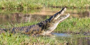 Krokodil-Khwai-Community-Trust-Khwai-Botswana-10-300x151 Krokodil