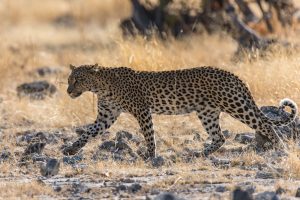 Leopard-Goas-Waterhole-Etosha-National-Park-Oshikoto-Namibia-10-300x200 Leopard