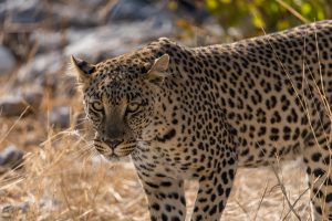 Leopard-Goas-Waterhole-Etosha-National-Park-Oshikoto-Namibia-16-300x200 Leopard