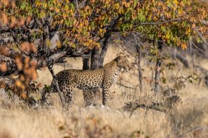 Leopard-Goas-Waterhole-Etosha-National-Park-Oshikoto-Namibia-19-300x200 Leopard