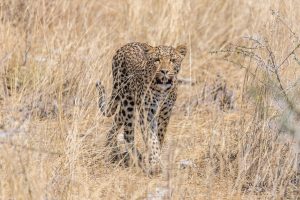 Leopard-Main-Road-at-Goas-Crossing-Etosha-National-Park-Oshikoto-Namibia-26-300x200 Leopard