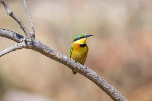 Little-Bee-eater-Paradise-Pools-Moremi-Game-Reserve-Botswana-2-300x200 Little Bee-eater