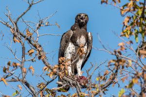 Martial-Eagle-Goas-Road-Etosha-National-Park-Oshikoto-Namibia-8-300x200 Martial Eagle