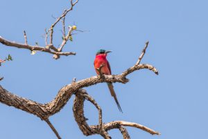 Southern-Carmine-Bee-eater-Paradise-Pools-Moremi-Game-Reserve-Botswana-2-300x200 Southern Carmine Bee-eater