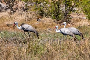 Wattled-Crane-Xuku-Flood-Plain-Moremi-Game-Reserve-Botswana-12-300x200 Wattled Crane