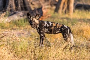 Wild-Dogs-Xakanaxa-Camp-Moremi-Game-Reserve-Botswana-29-300x200 Wild Dogs