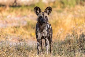 Wild-Dogs-Xakanaxa-Camp-Moremi-Game-Reserve-Botswana-53-300x200 Wild Dogs
